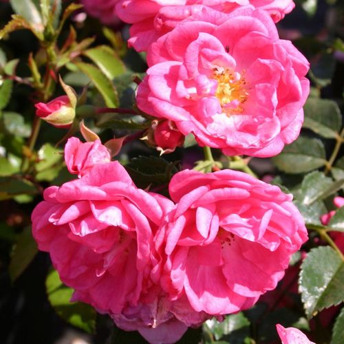 Shop - Rosa Palmengarten Frankfurt® - rosa - bodendecker rosen  - duftlos - W. Kordes & Sons - -